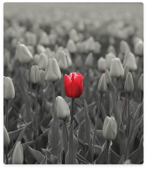 single red flower or rose